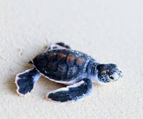 seaturtle2