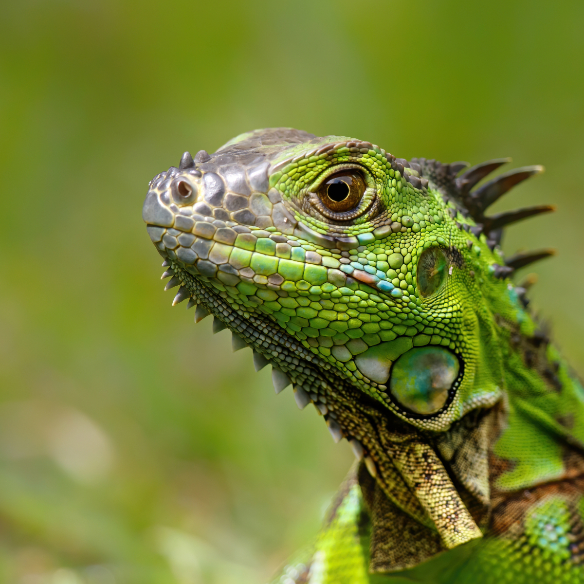 Iguana